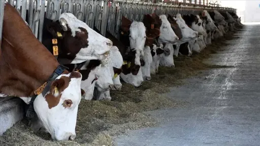 Drought squeezes livestock sector across the EU