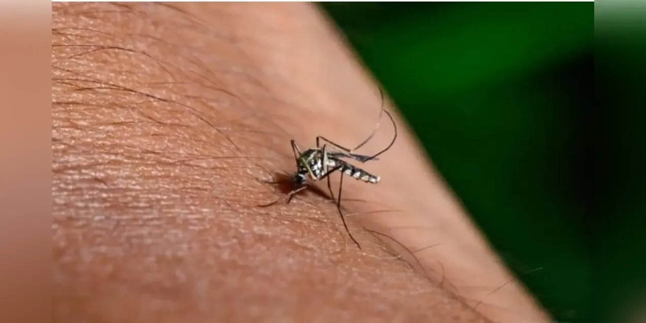 Greece faces rising West Nile virus activity as health authorities warn of further spread