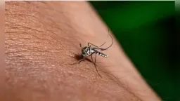 Greece faces rising West Nile virus activity as health authorities warn of further spread