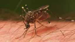 West Nile virus cases rise across Greece and North Macedonia