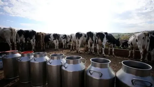 Politico: Greek farmers accused of ‘milking’ EU funds with nonexistent cows