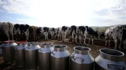 Politico: Greek farmers accused of ‘milking’ EU funds with nonexistent cows