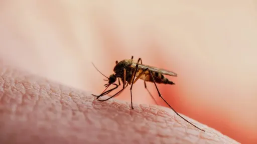No West Nile virus cases reported in Eastern Macedonia and Thrace