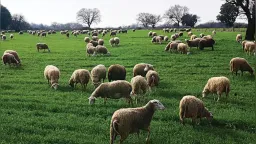 Rhodope livestock farmers face risk of losing basic agricultural support