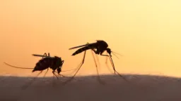 West Nile virus: 290 cases and 24 deaths