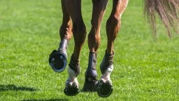 Europol raids network accused of illegal horse meat trade