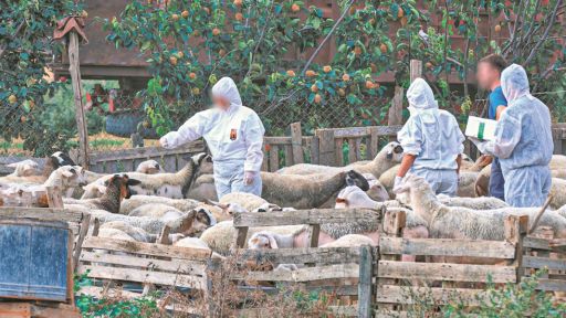 New project targets cross-border livestock disease threats in Eastern Macedonia and Thrace