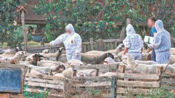 New project targets cross-border livestock disease threats in Eastern Macedonia and Thrace