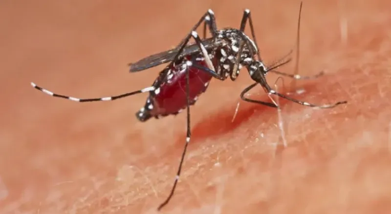 West Nile virus cases reach 396 in Greece as 17 municipalities classified as high risk