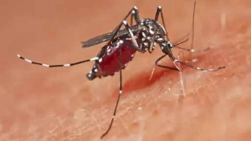 West Nile virus cases reach 396 in Greece as 17 municipalities classified as high risk