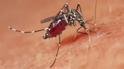West Nile virus cases reach 396 in Greece as 17 municipalities classified as high risk
