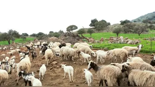 Greece moves to tighten digital traceability of milk and meat