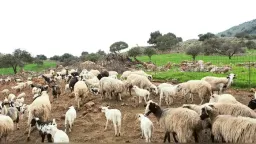 Greece moves to tighten digital traceability of milk and meat