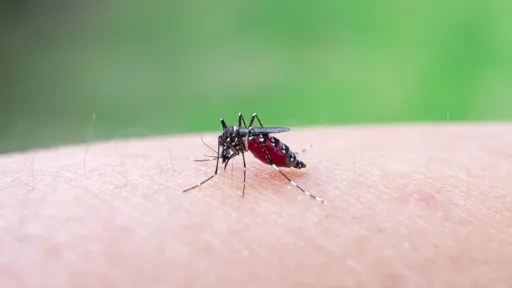 West Nile virus spreads across Europe