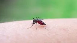 West Nile virus spreads across Europe