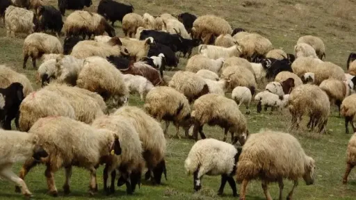 Meriç farmers call on government to halt livestock culls and take urgent action