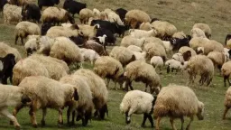 Meriç farmers call on government to halt livestock culls and take urgent action