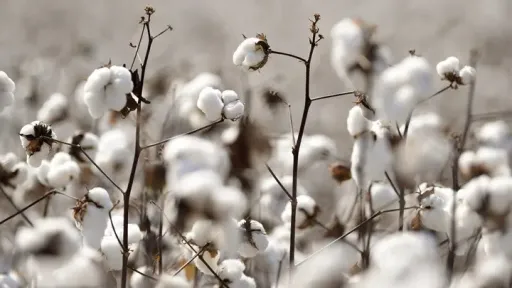 Greece leads EU cotton production