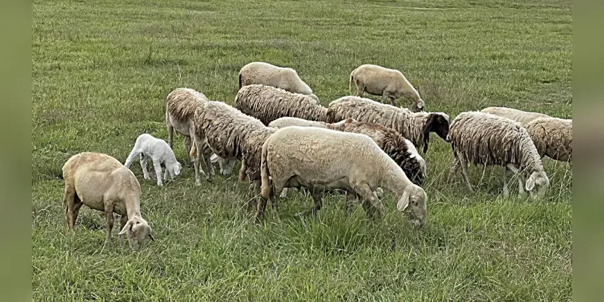 Livestock farmers in Rhodope seek ELGA contribution exemption after sheep and goat pox outbreak