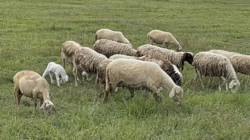 Livestock farmers in Rhodope seek ELGA contribution exemption after sheep and goat pox outbreak