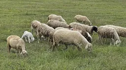 Livestock farmers in Rhodope seek ELGA contribution exemption after sheep and goat pox outbreak