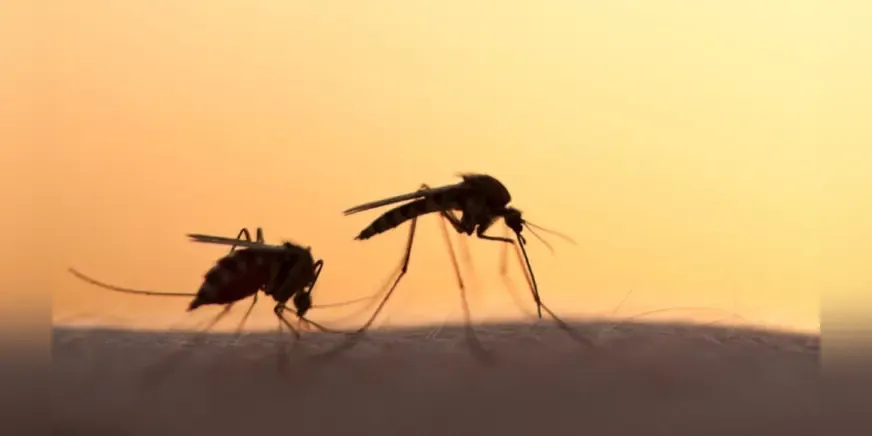 West Nile virus cases reported in Dedeağaç, Rhodope and İskeçe