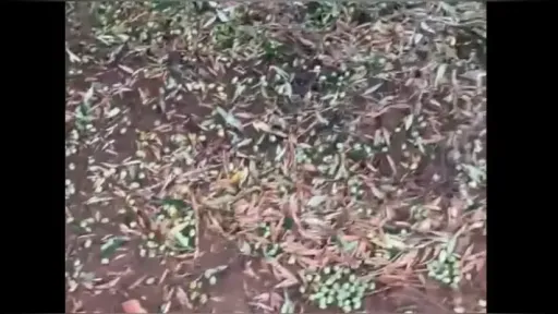 Storm-force winds destroy up to 70% of olive crop in Meriç region