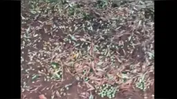 Storm-force winds destroy up to 70% of olive crop in Meriç region