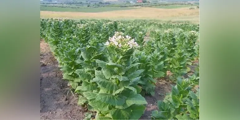 İskeçe tobacco farming nears extinction as cultivated land shrinks by nearly 80%