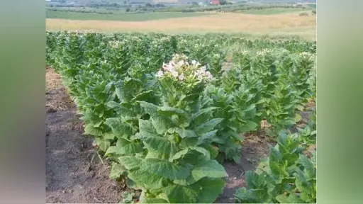 İskeçe tobacco farming nears extinction as cultivated land shrinks by nearly 80%