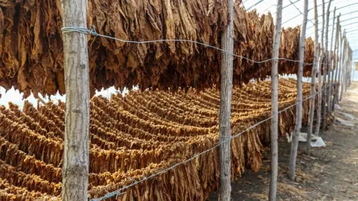 İskeçe tobacco farming nears extinction as cultivated land shrinks by nearly 80%