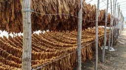 İskeçe tobacco farming nears extinction as cultivated land shrinks by nearly 80%