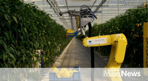 New pepper-picking robot isn't fast, but it can work 20 hours a day