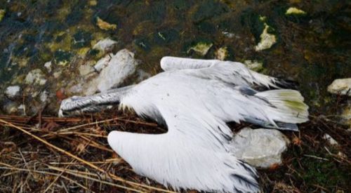 Hundreds of Dalmatian pelicans die of bird flu in Prespa Lakes, N. Greece