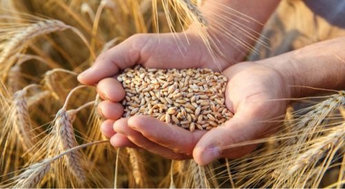 Bulgaria expects good 2022 wheat crop, strong exports