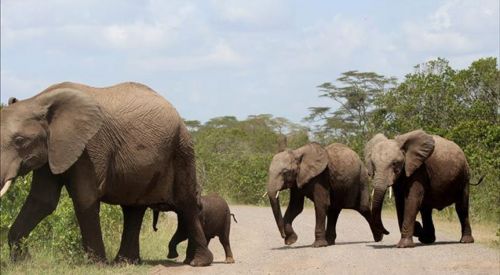 1 million plant, animal species face extinction: UN