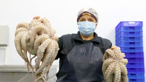 Octopuses from Türkiye exported to Greece