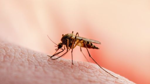 EODY reports 123 confirmed cases of West Nile virus, 11 deaths