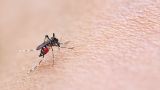 West Nile virus cases rise to 160