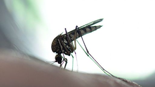 West Nile cases in Greece this year hit 254