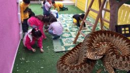 A snake nest found in a kindergarten in Langada, Thessaloniki
