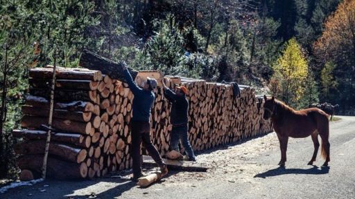 Free firewood turns into hot commodity in Greece