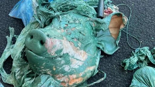 'This is a hate crime': Pig's head left outside Gold Coast mosque shocks Muslim leaders