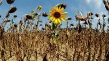 At least 15,000 killed by hot weather in Europe in 2022: WHO