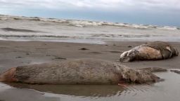 Around 2,500 dead seals wash ashore in Russia’s Dagestan