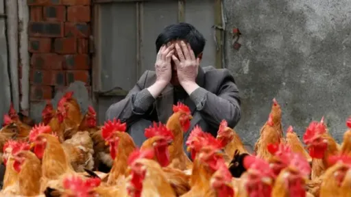 Japan culls record number of chickens as bird flu spreads across 23 provinces