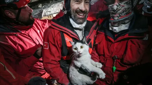 Volunteers save over 300 animal lives in quake-hit Hatay province, Türkiye