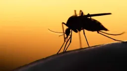 Ministry issues warning over mosquito-borne diseases