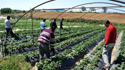 Work permits for migrant farm workers extended to Dec. 31