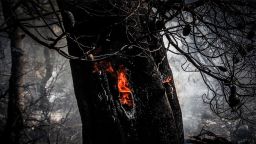 Greece is experiencing the largest forest fire in 20 years